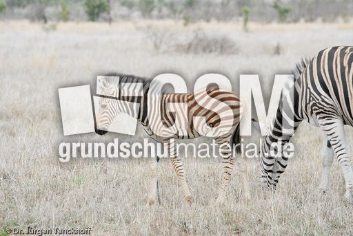 Zebra (12 von 28).jpg